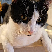 Appy participe au concours pour gagner de l'argent avec cette photo : cat, black_and_white, whiskers, ears, eyes, nose, paws, indoor, feline, pet, close_up, curious, animal, mammal, domestic, fur, portrait, houseplant, leaf, relaxed