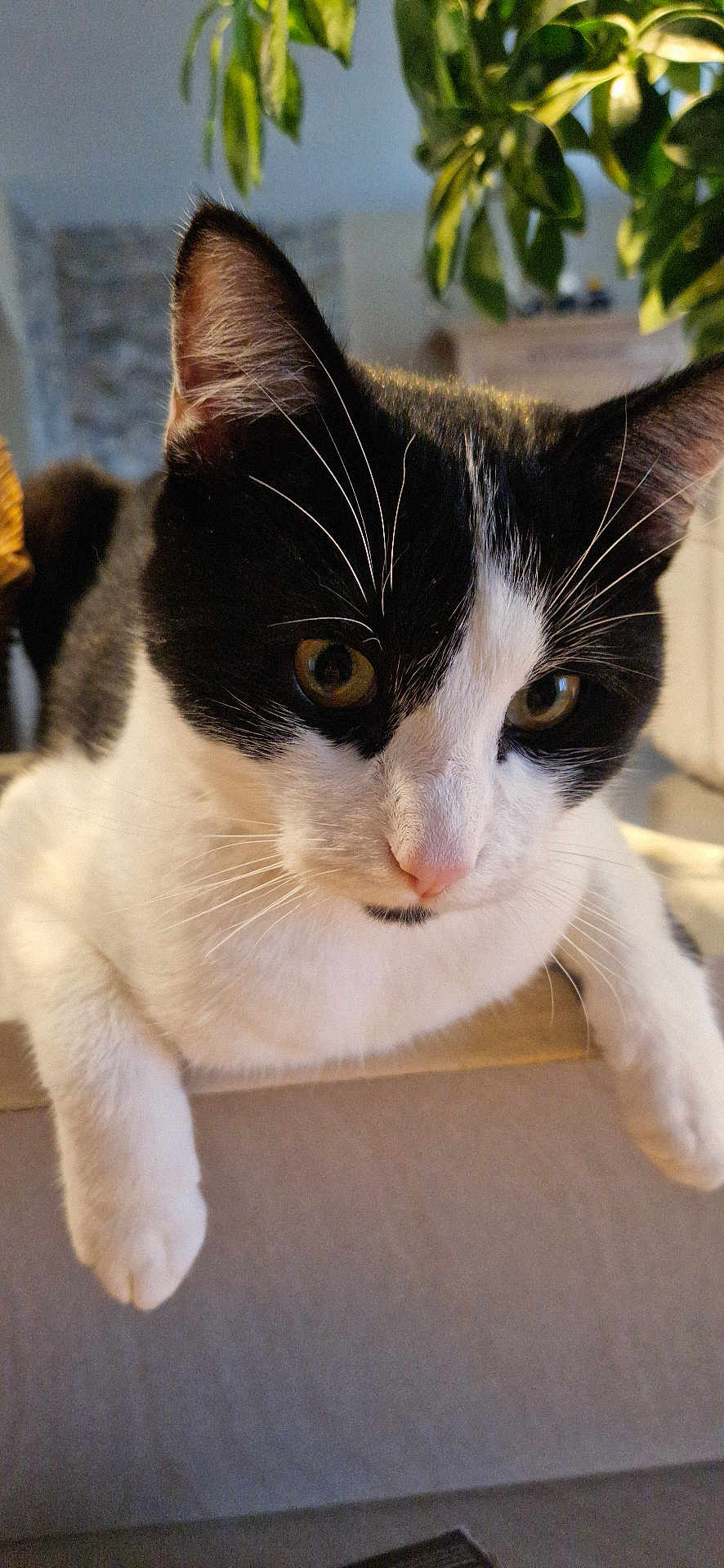Appy participe au concours pour gagner de l'argent avec cette photo : cat, black_and_white, whiskers, ears, eyes, nose, paws, indoor, feline, pet, close_up, curious, animal, mammal, domestic, fur, portrait, houseplant, leaf, relaxed