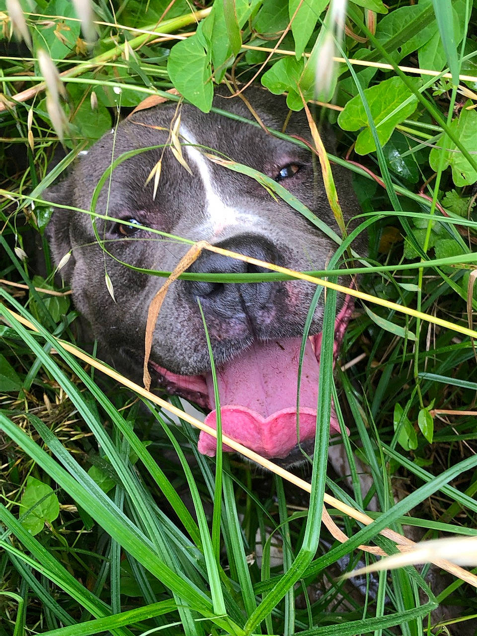 Loklan participe au concours pour gagner de l'argent avec cette photo : chelonoidis, galapagos_tortoise, gopher_tortoise, grass, groundcover, hat, natural_material, plant, plant_community, pond_turtle, reptile, snout, soil, terrestrial_animal, terrestrial_plant, tortoise, wildlife
