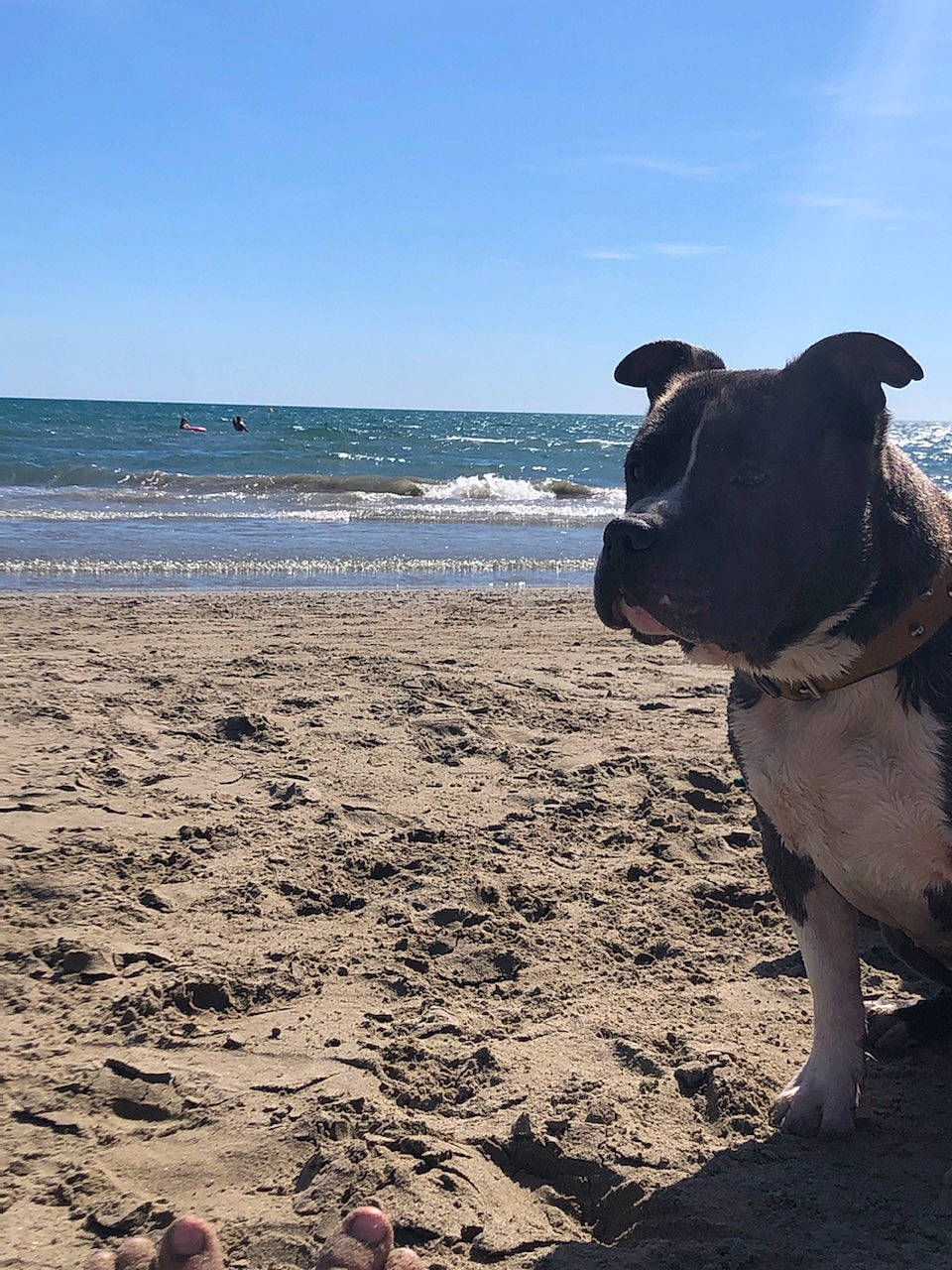 Loklan a rejoint le concours — aidez-le/la à gagner de superbes lots ! beach, bulldog, carnivore, cloud, collar, companion_dog, dog, dog_breed, dog_collar, fawn, fun, horizon, landscape, ocean, sand, sky, soil, vertebrate, water, wind_wave