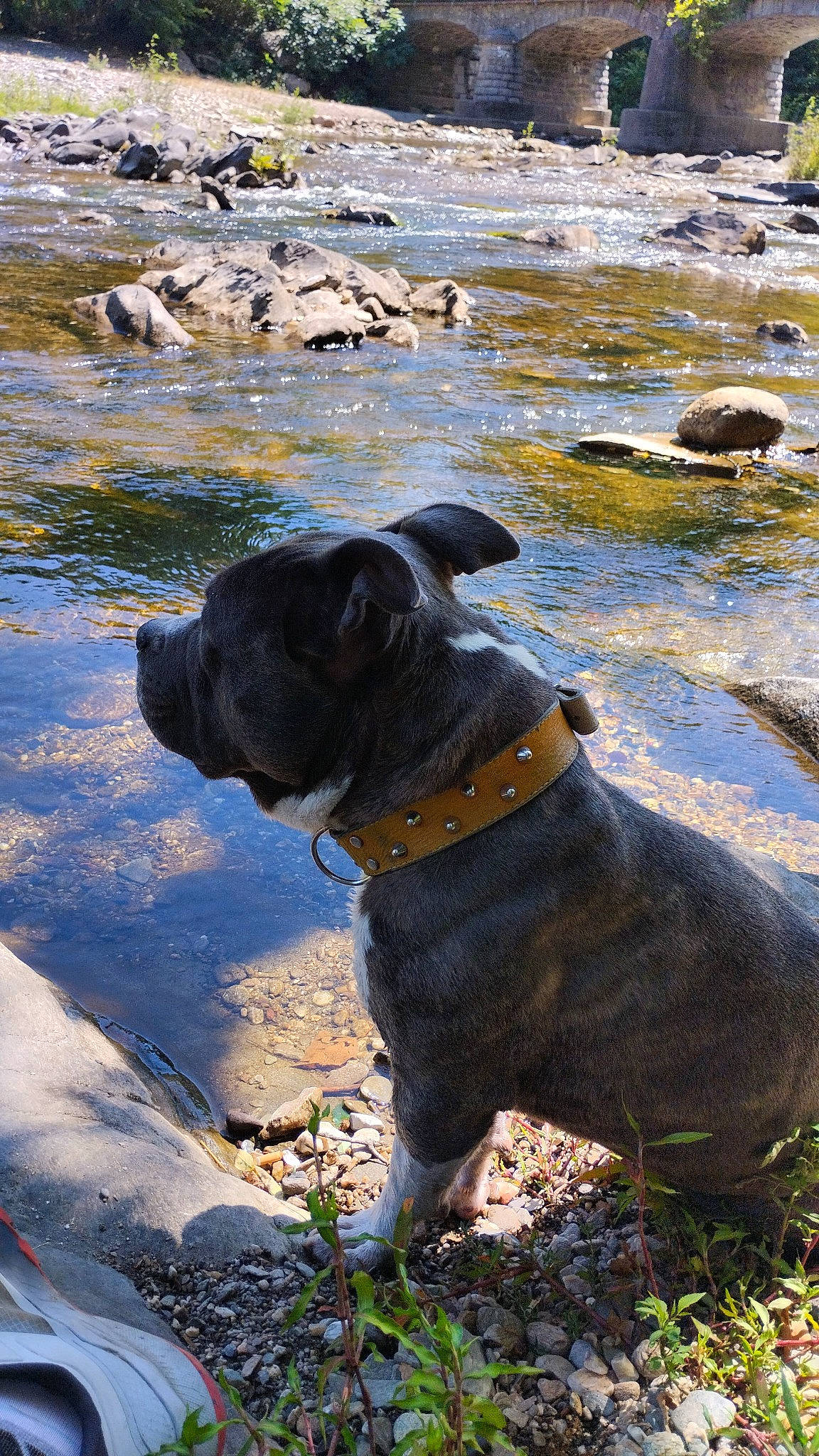 Loklan a rejoint le concours — aidez-le/la à gagner de superbes lots ! canidae, carnivore, collar, companion_dog, dog, dog_breed, dog_collar, fawn, grass, guard_dog, leash, mammal, molosser, pet_supply, plant, snout, sporting_group, vertebrate, water, working_animal