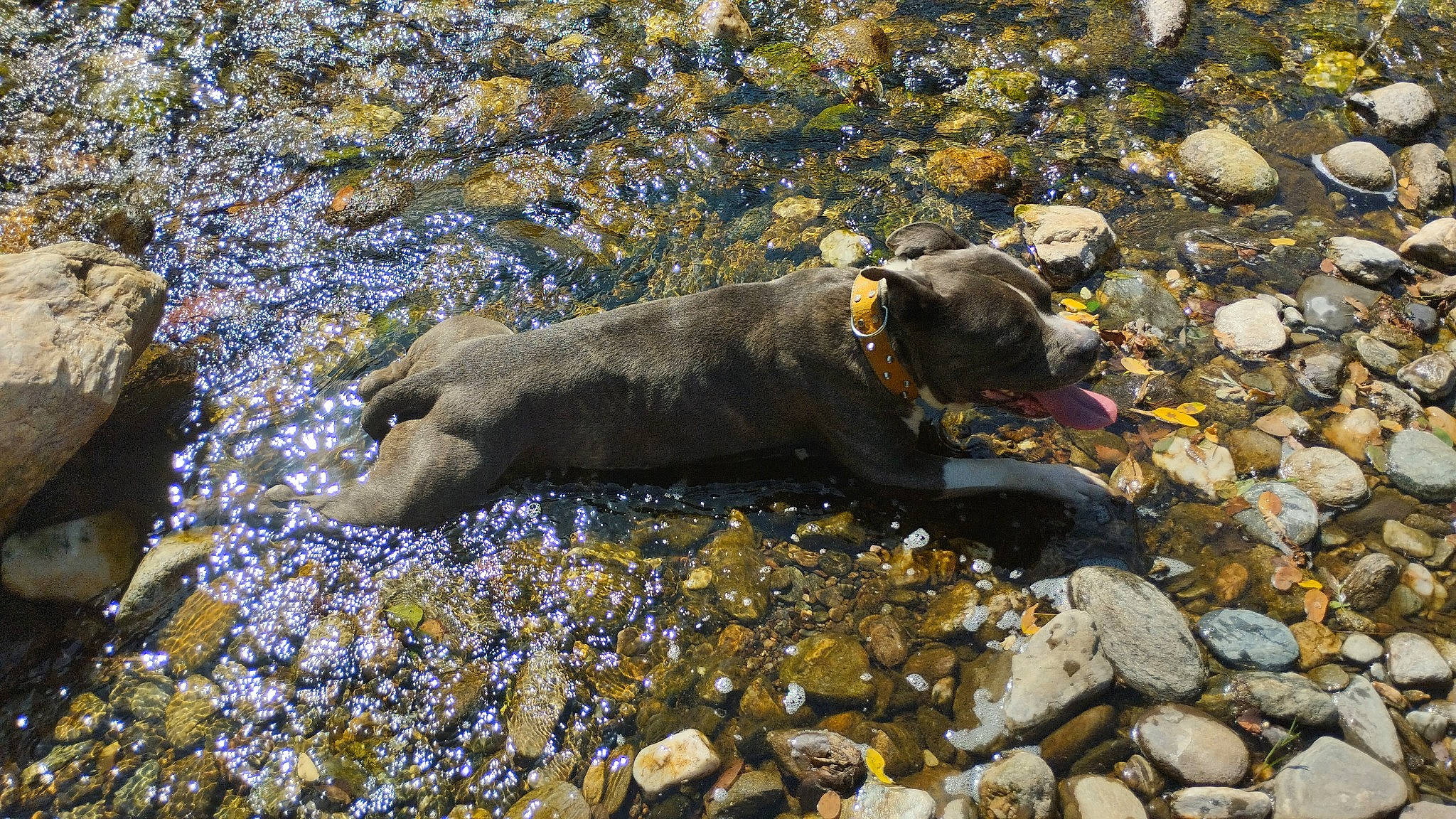 Loklan participe au concours pour gagner de l'argent avec cette photo : adventure, bedrock, canidae, carnivore, dog, dog_breed, fawn, hunting_dog, pebble, plant, rock, snout, stream, tail, terrestrial_animal, tree, water, wood, working_animal