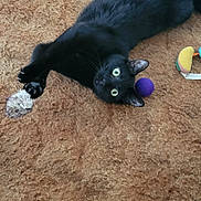 Tormey is registered to the contest to win money with this photo: animal, black_cat, carpet, cat, cute, domestic_animal, fur, fuzzy_toy, household, indoor, looking_up, mammal, paws, pet, playful, purple_ball, relaxed, stretching, toy, whiskers