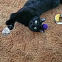 animal, black_cat, carpet, cat, cute, domestic_animal, fur, fuzzy_toy, household, indoor, looking_up, mammal, paws, pet, playful, purple_ball, relaxed, stretching, toy, whiskers