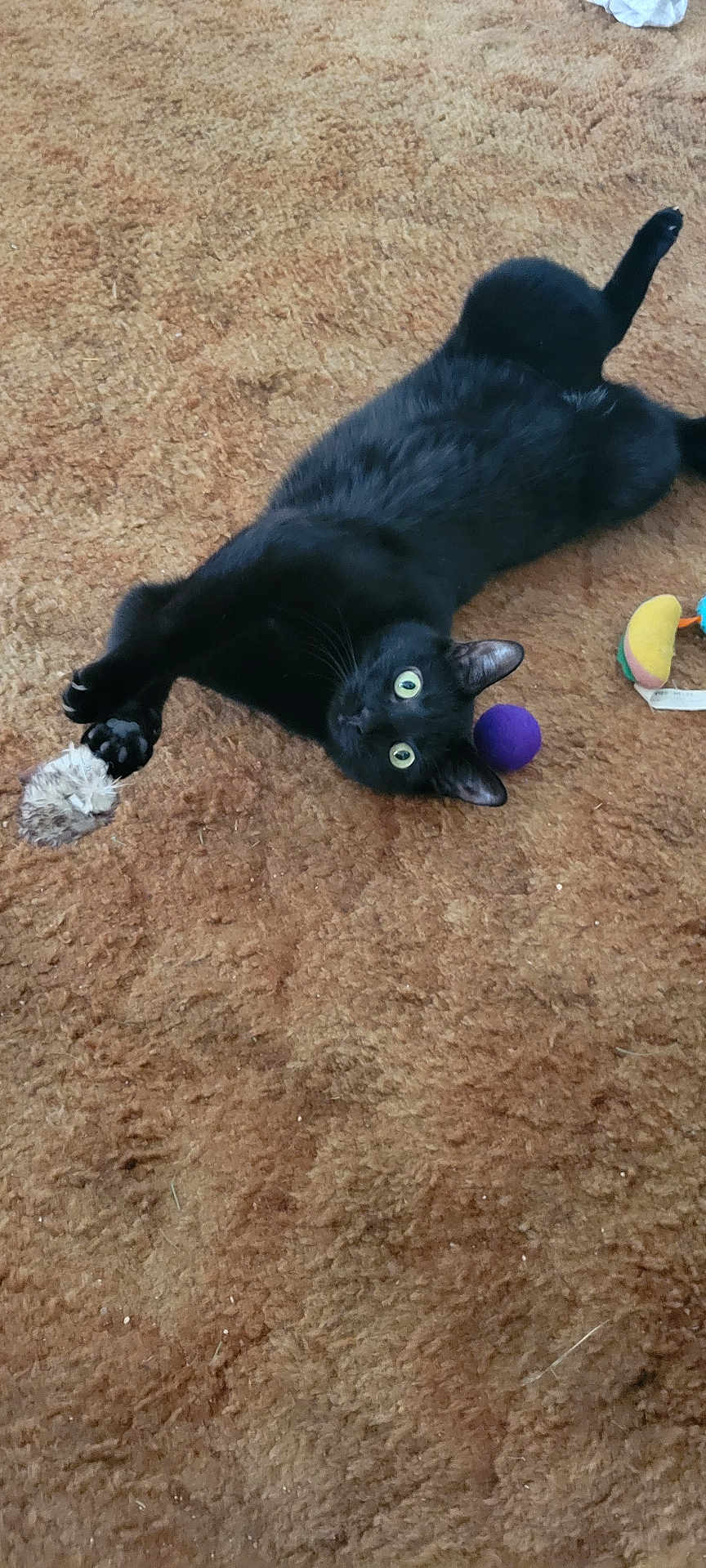 Tormey is registered to the contest to win money with this photo: animal, black_cat, carpet, cat, cute, domestic_animal, fur, fuzzy_toy, household, indoor, looking_up, mammal, paws, pet, playful, purple_ball, relaxed, stretching, toy, whiskers