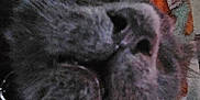 Bixie is registered to the contest to win money with this photo: animal, blanket, blurred, cat, close_up, cozy, cute, dim_light, domestic_animal, face, feline, fur, indoor, nose, pattern, pet, resting, sleepy, soft_texture, whiskers