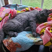 Bixie is registered to the contest to win money with this photo: animal, blanket, cat, chair, colorful_blanket, cozy, cute, daylight, feline, fur, gray_cat, indoor, napping, pet, pikachu, relaxed, resting, sleeping, soft_texture, window