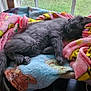 animal, blanket, cat, chair, colorful_blanket, cozy, cute, daylight, feline, fur, gray_cat, indoor, napping, pet, pikachu, relaxed, resting, sleeping, soft_texture, window