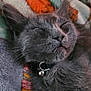 Bixie joined the competition — help win amazing prizes! animal, bell_collar, blanket, cat, close_up, colorful, cozy, cute, domestic_cat, fur, furry, gray_cat, indoor, nap, pet, relaxed, resting, sleeping, soft_texture, whiskers