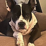 Kelsi is registered to the contest to win money with this photo: dog, black_and_white, pet, couch, indoor, canine, ears_up, looking_at_camera, paws, relaxed, domestic_animal, fur, snout, animal_portrait, comfortable, household, close_up, resting, companion, friendly