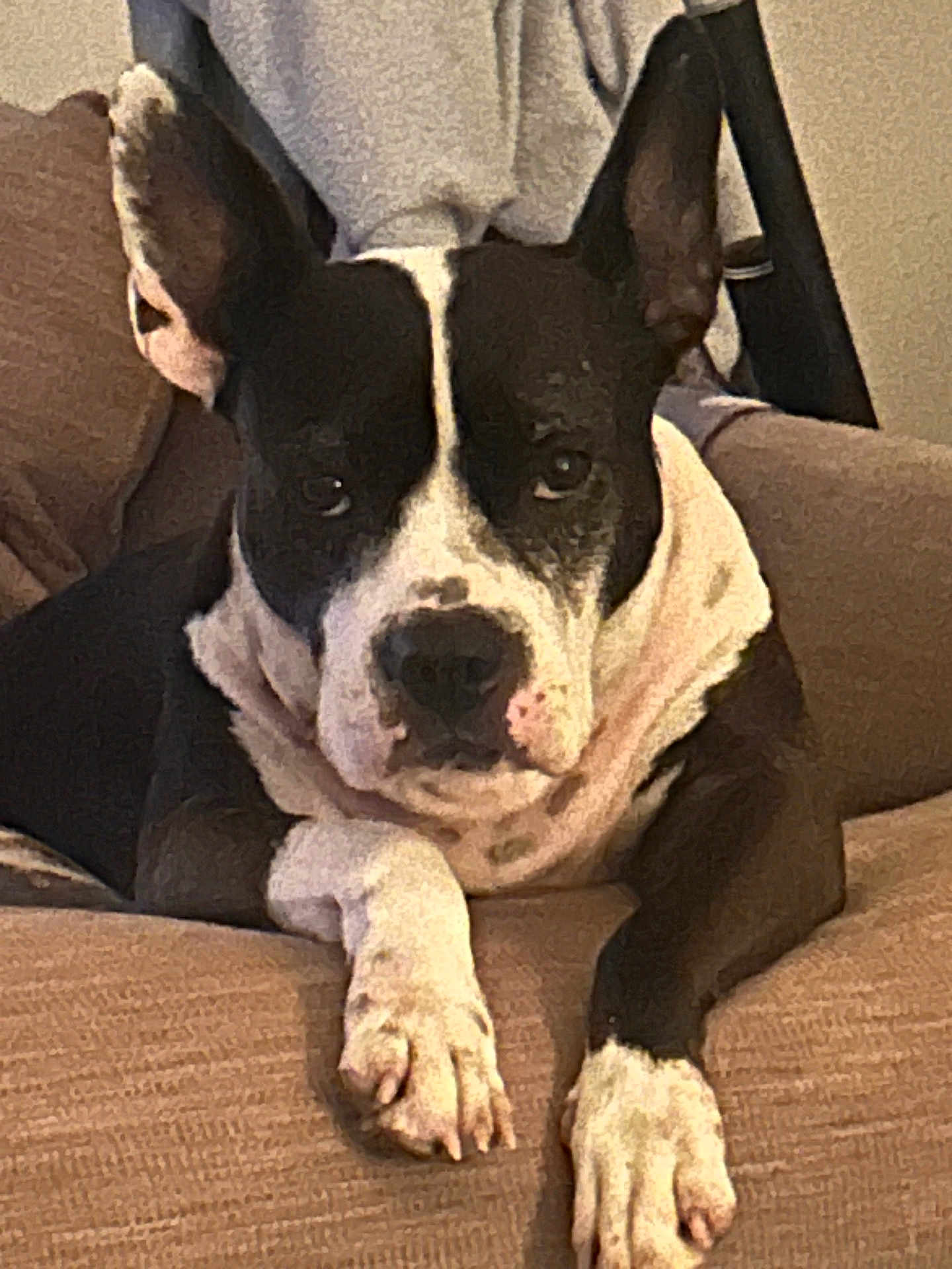 Kelsi is registered to the contest to win money with this photo: dog, black_and_white, pet, couch, indoor, canine, ears_up, looking_at_camera, paws, relaxed, domestic_animal, fur, snout, animal_portrait, comfortable, household, close_up, resting, companion, friendly