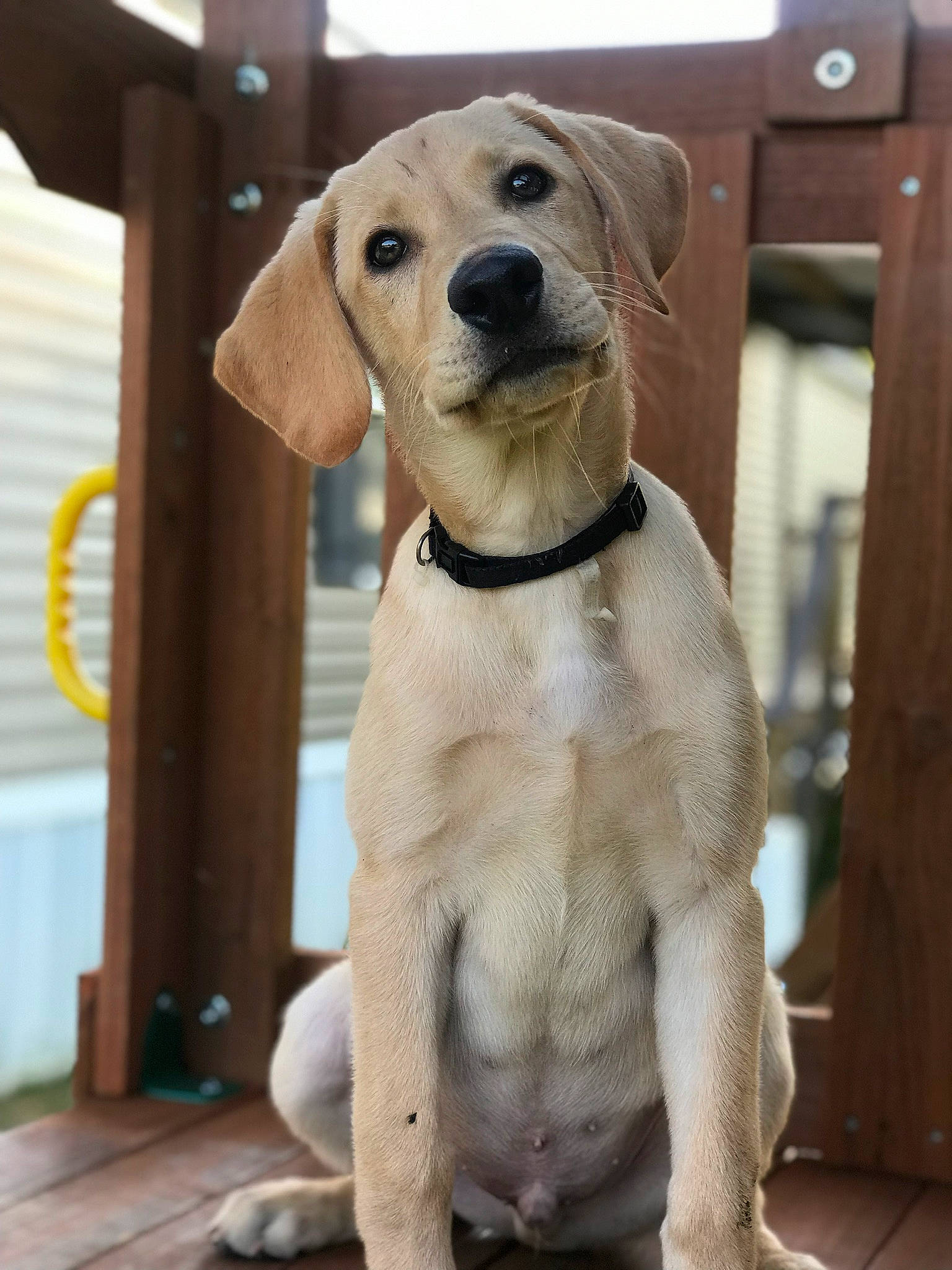 Judge is registered to the contest to win money with this photo: ancient_dog_breeds, beagador, canidae, carnivore, companion_dog, dog, dog_breed, fawn, golden_retriever, labrador_retriever, mammal, puppy, rare_breed_dog, retriever, snout, sporting_group, tail, vertebrate, whiskers