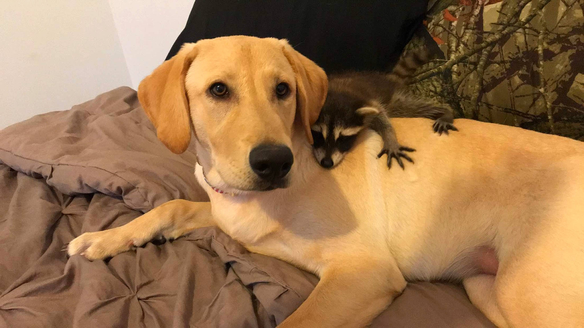 Judge is registered to the contest to win money with this photo: beagador, broholmer, canidae, carnivore, companion_dog, dog, dog_breed, fawn, golden_retriever, hunting_dog, labrador_retriever, mammal, puppy, rare_breed_dog, retriever, rhodesian_ridgeback, snout, sporting_group, vertebrate