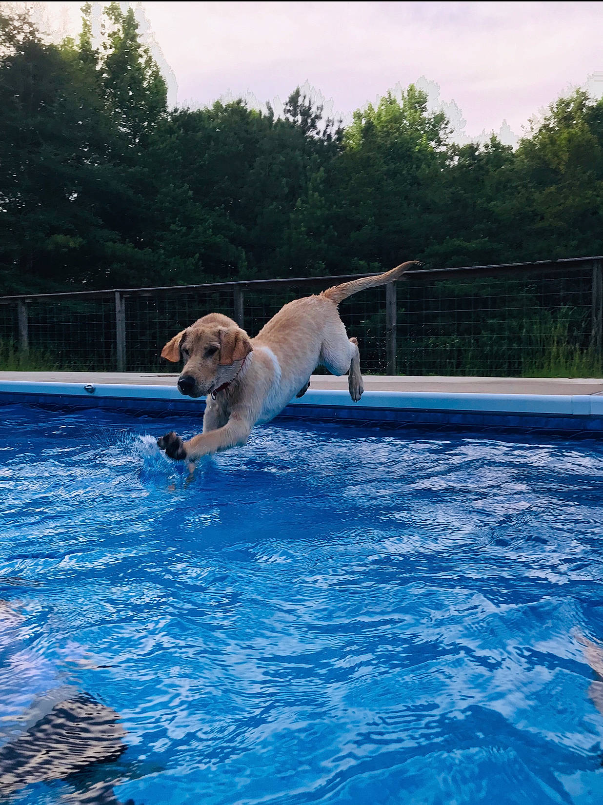 Judge is registered to the contest to win money with this photo: canidae, carnivore, companion_dog, dock_jumping, dog, dog_breed, fun, golden_retriever, jumping, labrador_retriever, leisure, recreation, retriever, sporting_group, summer, swimming_pool, vacation, water