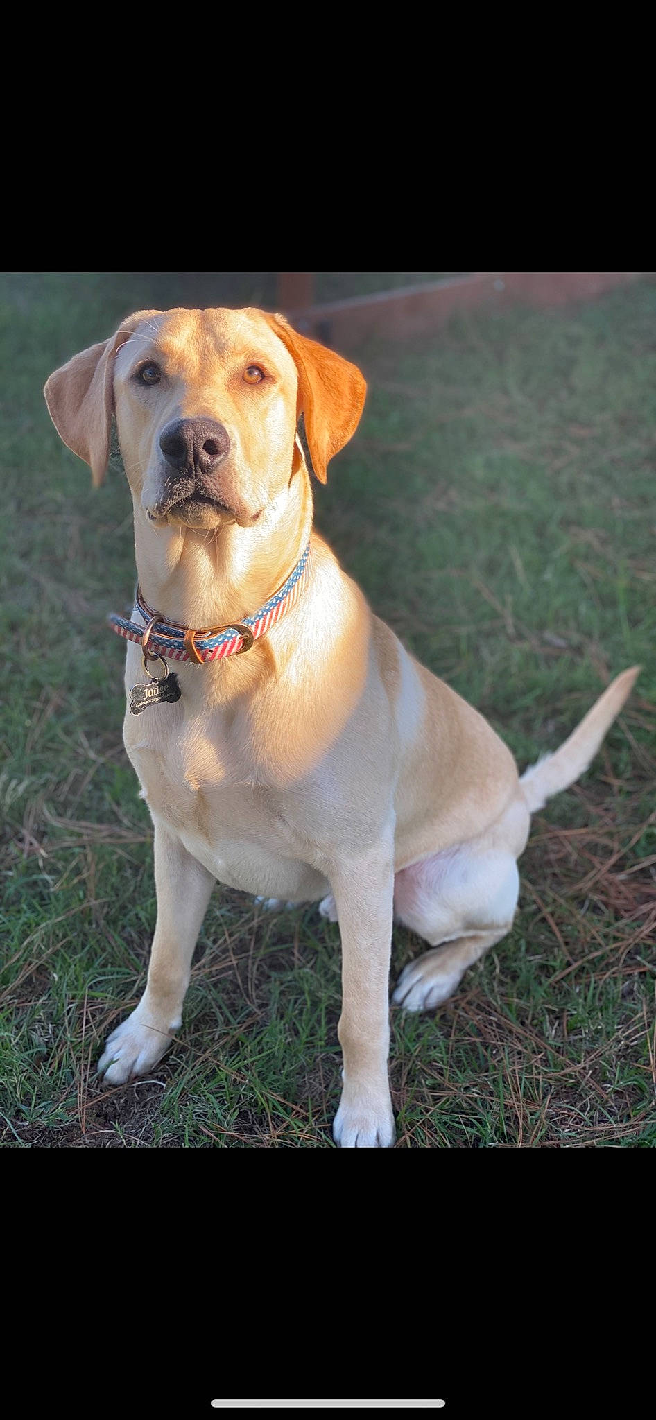 Judge joined the competition — help win amazing prizes! ancient_dog_breeds, beagador, broholmer, canidae, carnivore, companion_dog, dog, dog_breed, fawn, hound, hunting_dog, labrador_retriever, mammal, rare_breed_dog, retriever, snout, sporting_group, vertebrate