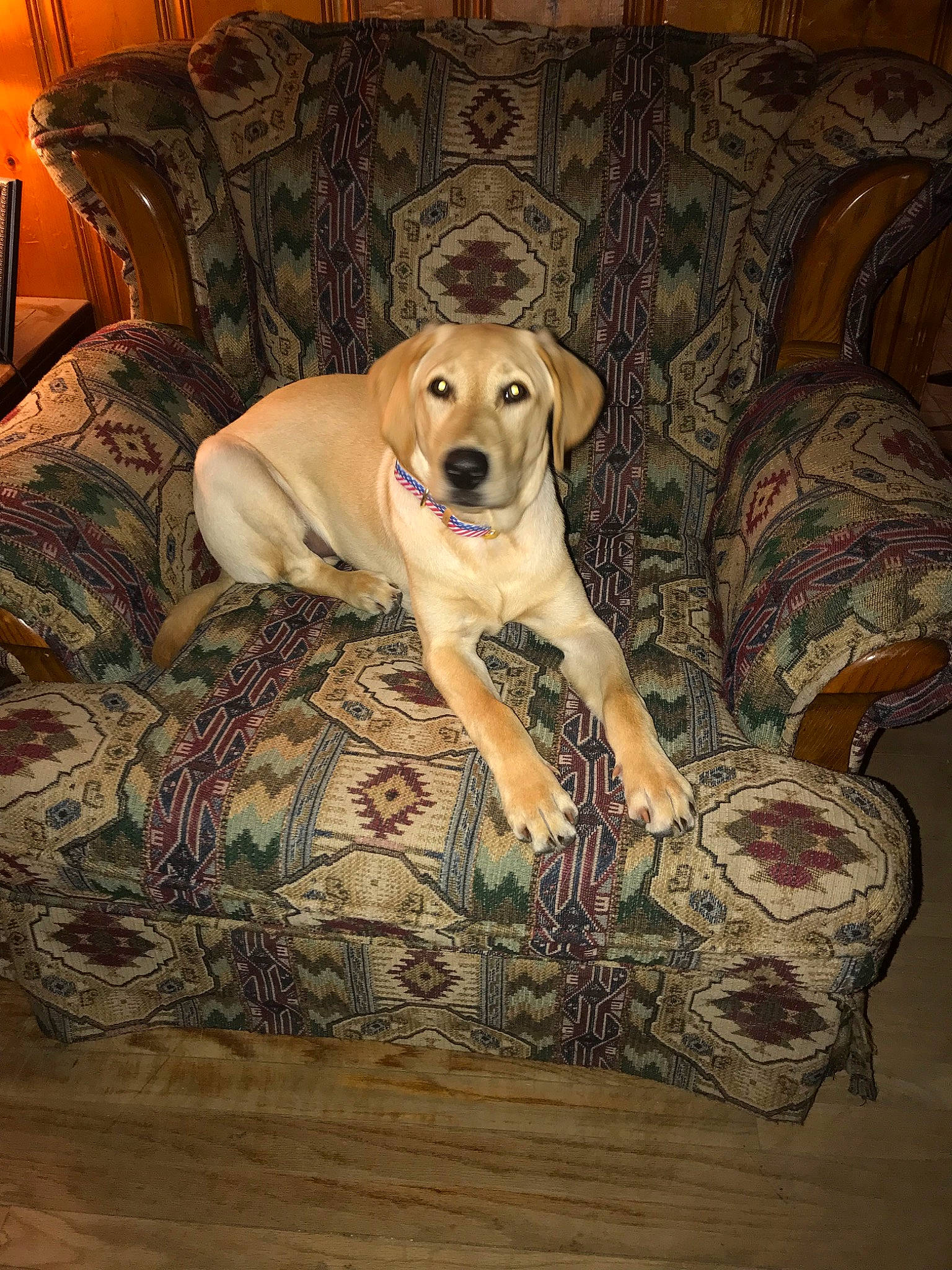Judge is registered to the contest to win money with this photo: canidae, carnivore, couch, dog, dog_breed, fawn, furniture, interior_design, labrador_retriever, lurcher, mammal, mountain_cur, retriever, sporting_group, tail, vertebrate, wood