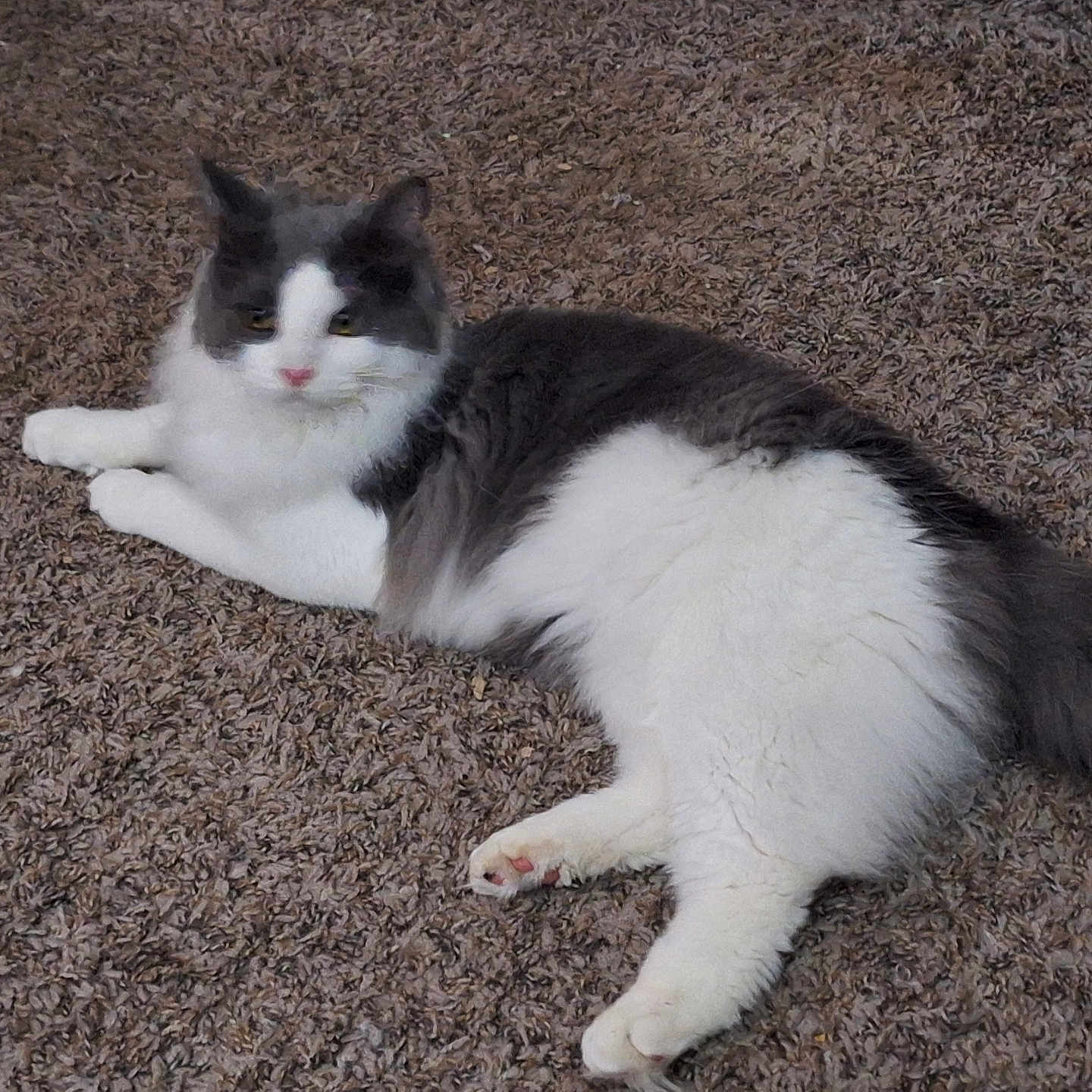 Tumbleweed is registered to the contest to win money with this photo: animal, carpet, cat, cute, domestic, eyes, feline, fluffy, fur, gray, indoor, laying, mammal, paws, pet, relaxed, resting, tail, whiskers, white