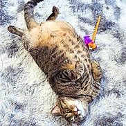 Loki joined the competition — help win amazing prizes! cat, tabby, pet, animal, fluffy_rug, toy, indoor, relaxed, lying_down, fur, whiskers, paws, playful, cozy, domestic, cute, feline, striped, resting, closeup