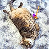 cat, tabby, pet, animal, fluffy_rug, toy, indoor, relaxed, lying_down, fur, whiskers, paws, playful, cozy, domestic, cute, feline, striped, resting, closeup