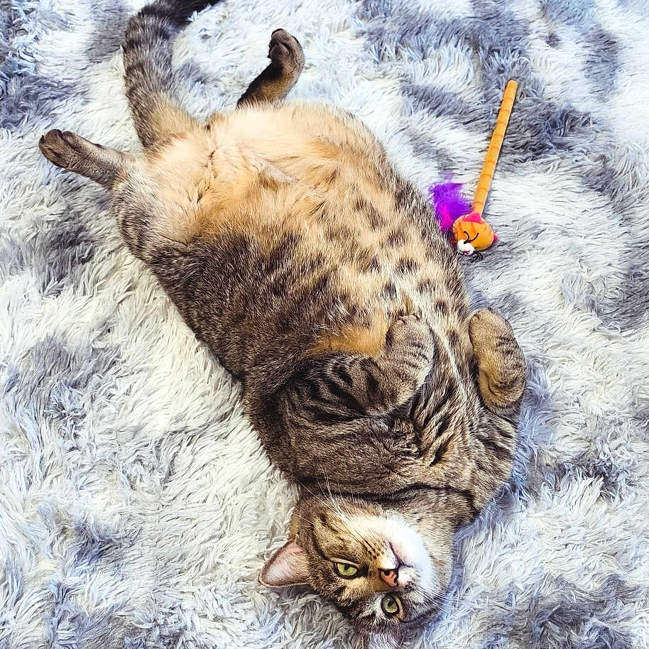 Loki joined the competition — help win amazing prizes! cat, tabby, pet, animal, fluffy_rug, toy, indoor, relaxed, lying_down, fur, whiskers, paws, playful, cozy, domestic, cute, feline, striped, resting, closeup