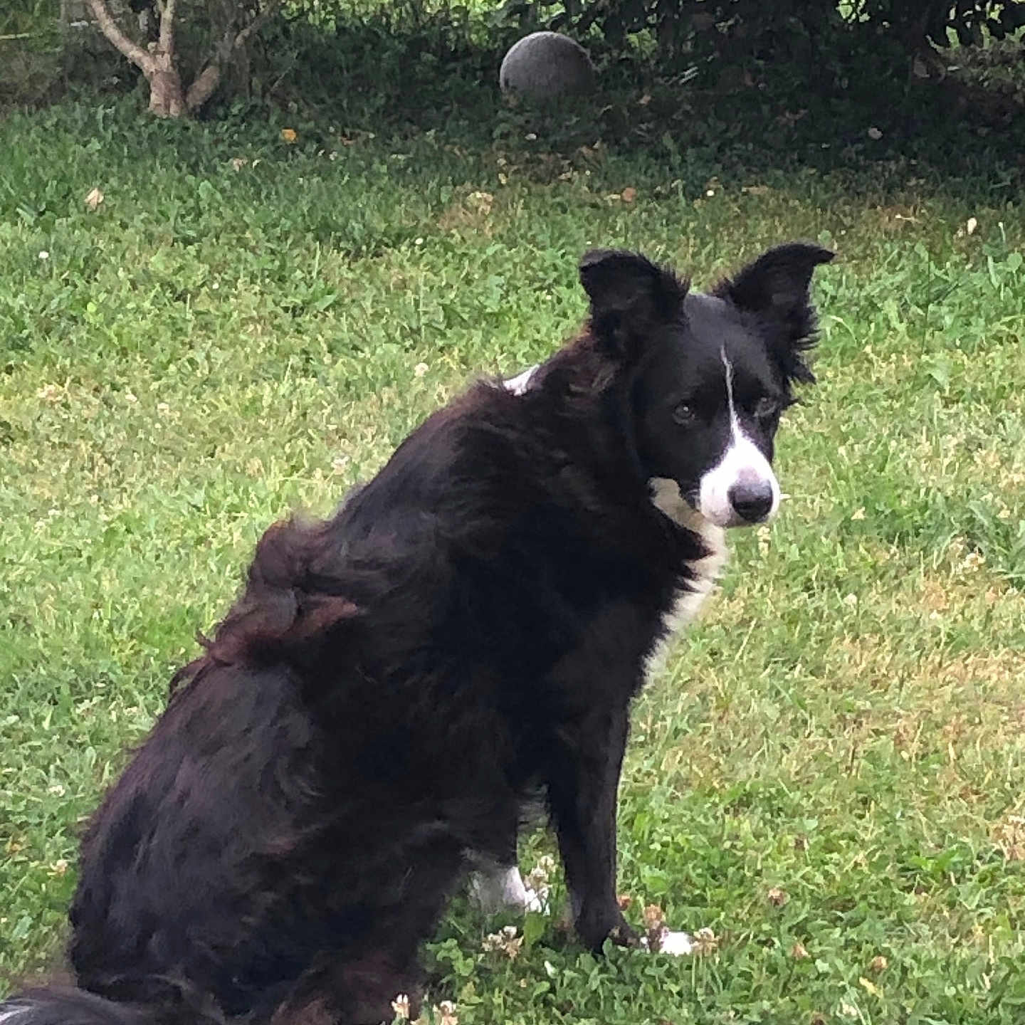 Navy a rejoint le concours — aidez-le/la à gagner de superbes lots ! animal, backyard, ball, canine, dog, football, grass, green, nature, outdoors, park, pet, plant, soccer, soccerball, sphere, sport, tennis, tennisball, vegetation