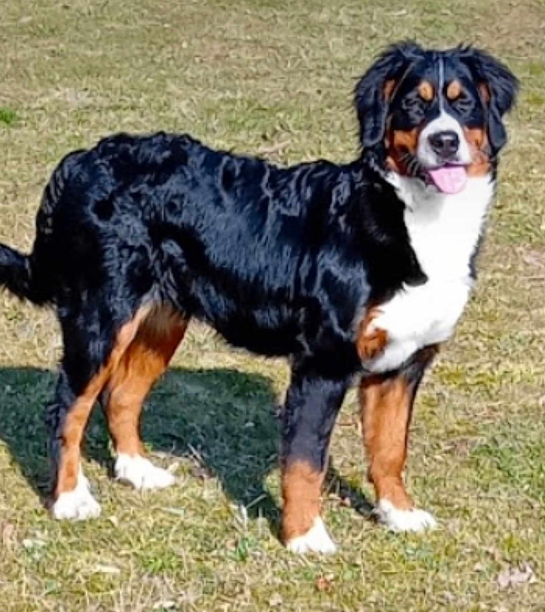 Viny a rejoint le concours — aidez-le/la à gagner de superbes lots ! dog, bernese_mountain_dog, grass, outdoor, pet, canine, tongue_out, black_fur, white_chest, brown_legs, standing, shadow, sunny, natural_light, portrait, animal, domestic_animal, looking_at_camera, ears, happy
