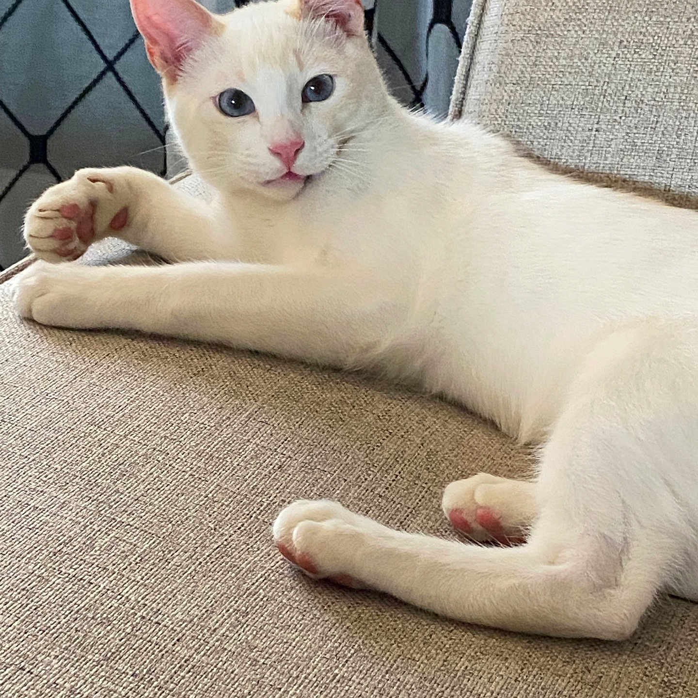 Jasper is registered to the contest to win money with this photo: animal, cat, couch, cozy, cream_colored, curtain, ears, eyes, feline, furniture, home, indoor, paw, pet, pink_nose, portrait, relaxed, resting, texture, whiskers