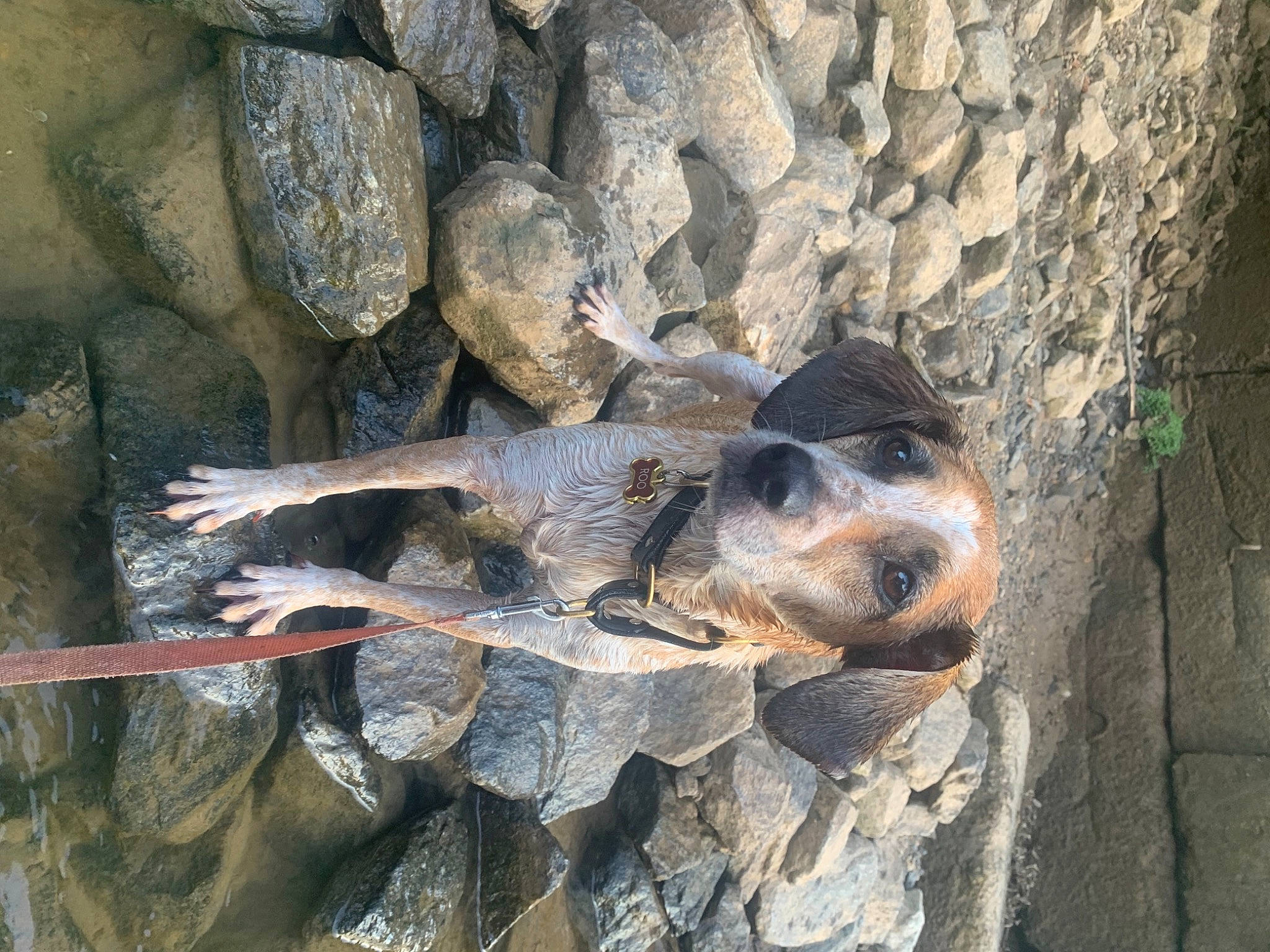 Roo joined the competition — help win amazing prizes! bedrock, canidae, dog_breed, hunting_dog, outcrop, rock, rubble, snout, street_dog, working_animal, working_dog, zoo