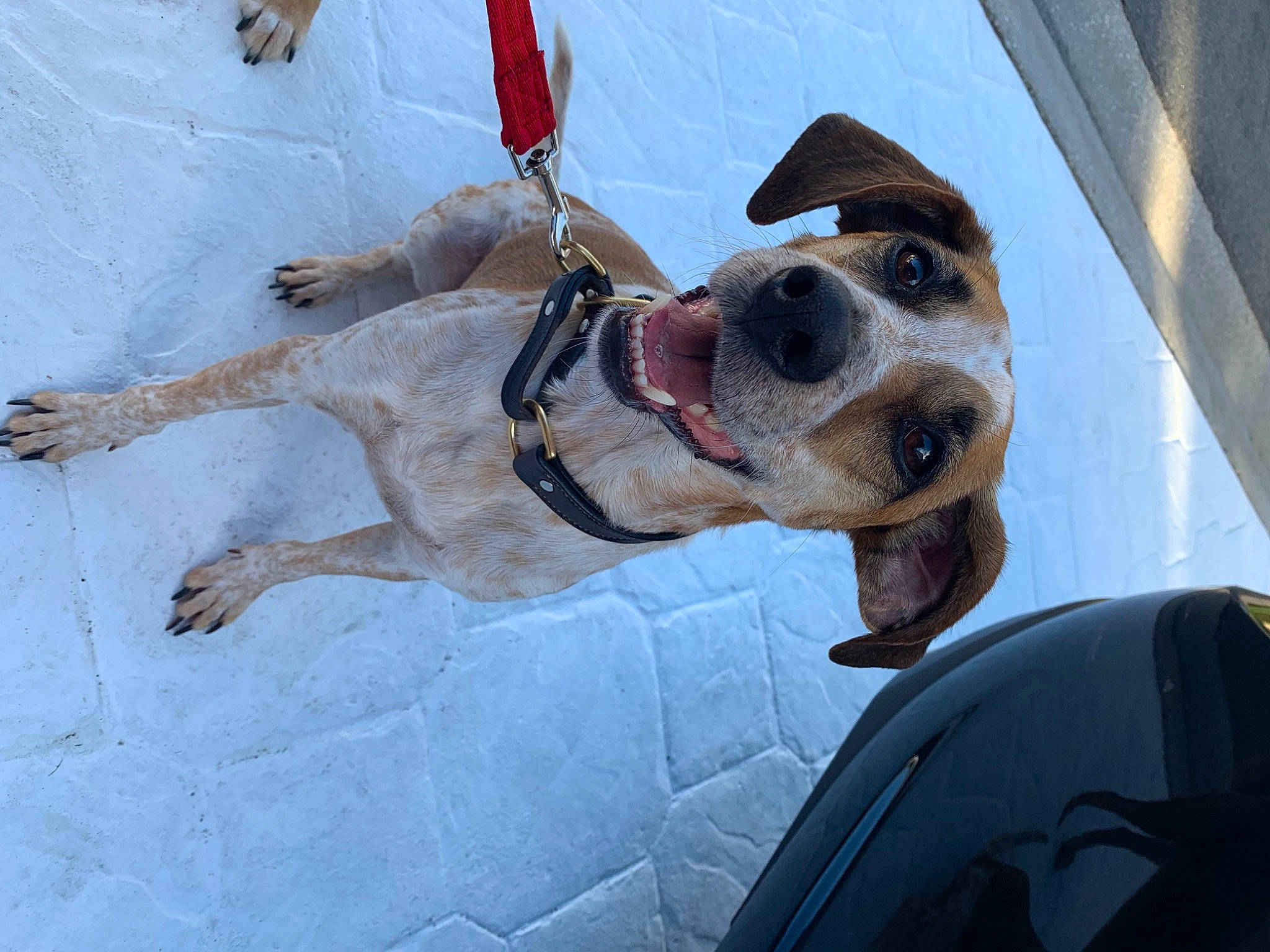 Roo is registered to the contest to win money with this photo: automotive_window_part, canidae, carnivore, collar, companion_dog, dog, dog_breed, dog_collar, dog_supply, fawn, hunting_dog, leash, liver, pet_supply, snout, snow, sporting_group, vehicle_door, vertebrate, working_animal