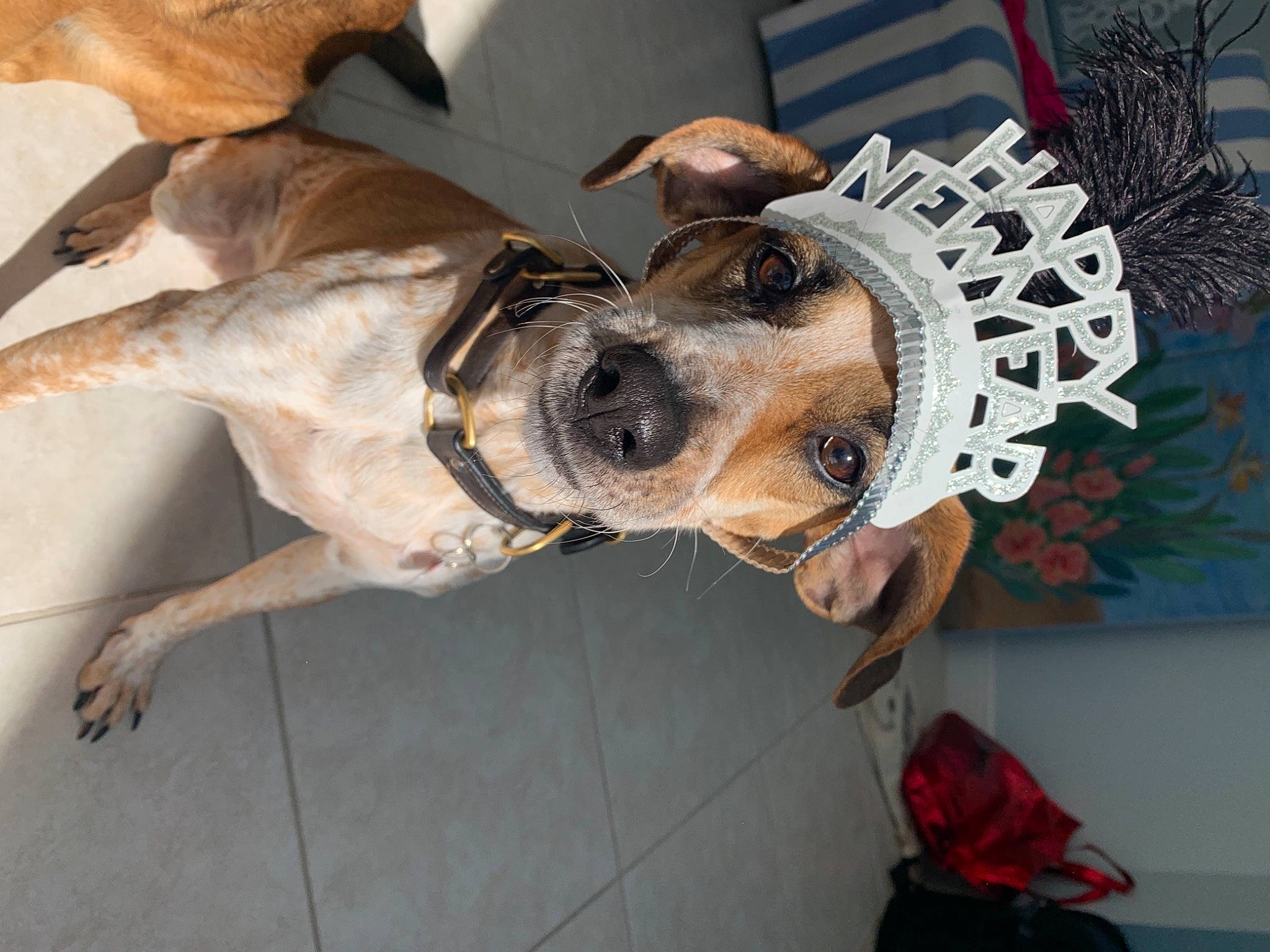 Roo is registered to the contest to win money with this photo: beaglier, canidae, carnivore, collar, companion_dog, dog, dog_breed, dog_collar, dog_supply, fawn, fur, leash, liver, mammal, pet_supply, snout, sporting_group, whiskers, working_animal, working_dog