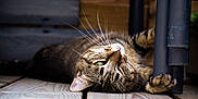 Love participe au concours pour gagner de l'argent avec cette photo : animal, cat, close_up, cute, domestic_cat, feline, fur, green_eye, laying_down, lazy, metal_leg, nature, outdoor, paw, pet, relaxed, striped, tabby_cat, whiskers, wooden_deck