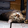 animal, cat, close_up, cute, domestic_cat, feline, fur, green_eye, laying_down, lazy, metal_leg, nature, outdoor, paw, pet, relaxed, striped, tabby_cat, whiskers, wooden_deck