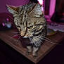 animal, blurred_background, cat, close_up, curious, domestic_animal, ears, feline, fur, household, indoor, looking_away, mammal, pet, portrait, purple_lighting, tabby_cat, table, whiskers, wooden_surface