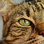 animal, cat, close_focus, close_up, curious, detail, face, feline, fur, green_eyes, indoor, macro, mammal, nose, pet, portrait, soft_background, tabby, whisker_spots, whiskers