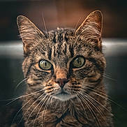 Love a rejoint le concours — aidez-le/la à gagner de superbes lots ! alert, animal, cat, close_up, cute, domestic_cat, ears, face, feline, focused, fur, green_eyes, indoor, mammal, pet, portrait, serious, soft_light, tabby, whiskers