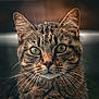 alert, animal, cat, close_up, cute, domestic_cat, ears, face, feline, focused, fur, green_eyes, indoor, mammal, pet, portrait, serious, soft_light, tabby, whiskers