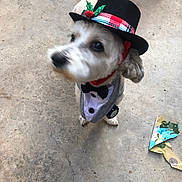 Louie is registered to the contest to win money with this photo: dog, pet, tuxedo, top_hat, holiday, festive, concrete_floor, costume, animal, white_fur, black_bowtie, indoor, decorative_hat, motion_blur, face_blur, cute, small_dog, clothing, christmas, holly