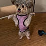 Ralphie is registered to the contest to win money with this photo: animal, cardboard_tube, cute, dog, door, front_paws, fur, hind_legs, indoor, looking_up, pet, playful, purple_vest, rope_toy, small_dog, standing, tongue_out, toy, wall, wooden_floor