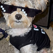 Ralphie joined the competition — help win amazing prizes! accessory, animal, black_shirt, brown_fur, canine, carpet, costume, curly_fur, cute, dog, fluffy, funny, household, indoor, pet, portrait, sitting, small_dog, sunglasses, white_fur