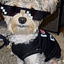 accessory, animal, black_shirt, brown_fur, canine, carpet, costume, curly_fur, cute, dog, fluffy, funny, household, indoor, pet, portrait, sitting, small_dog, sunglasses, white_fur