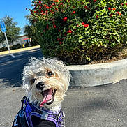 Ralphie joined the competition — help win amazing prizes! animal, black_shirt, canine, curly_fur, cute, daylight, dog, flower_bush, greenery, happy, nature, outdoor, pet, playful, purple_harness, red_flowers, sidewalk, small_dog, sunny, tongue_out