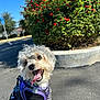 Ralphie joined the competition — help win amazing prizes! animal, black_shirt, canine, curly_fur, cute, daylight, dog, flower_bush, greenery, happy, nature, outdoor, pet, playful, purple_harness, red_flowers, sidewalk, small_dog, sunny, tongue_out