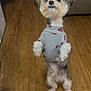 Ralphie is registered to the contest to win money with this photo: animal, clothing, companion, couch, cozy, curious, cute, dog, fluffy, furniture, grey_sweater, home, indoor, looking_up, pet, red_hearts, small_dog, standing, sweater, wooden_floor