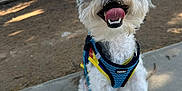 Ralphie is registered to the contest to win money with this photo: animal, canine, curly_fur, cute, dog, grass, happy, harness, leash, nature, outdoor, park, pet, playful, sidewalk, smiling, summer, sunlight, tongue_out, tree