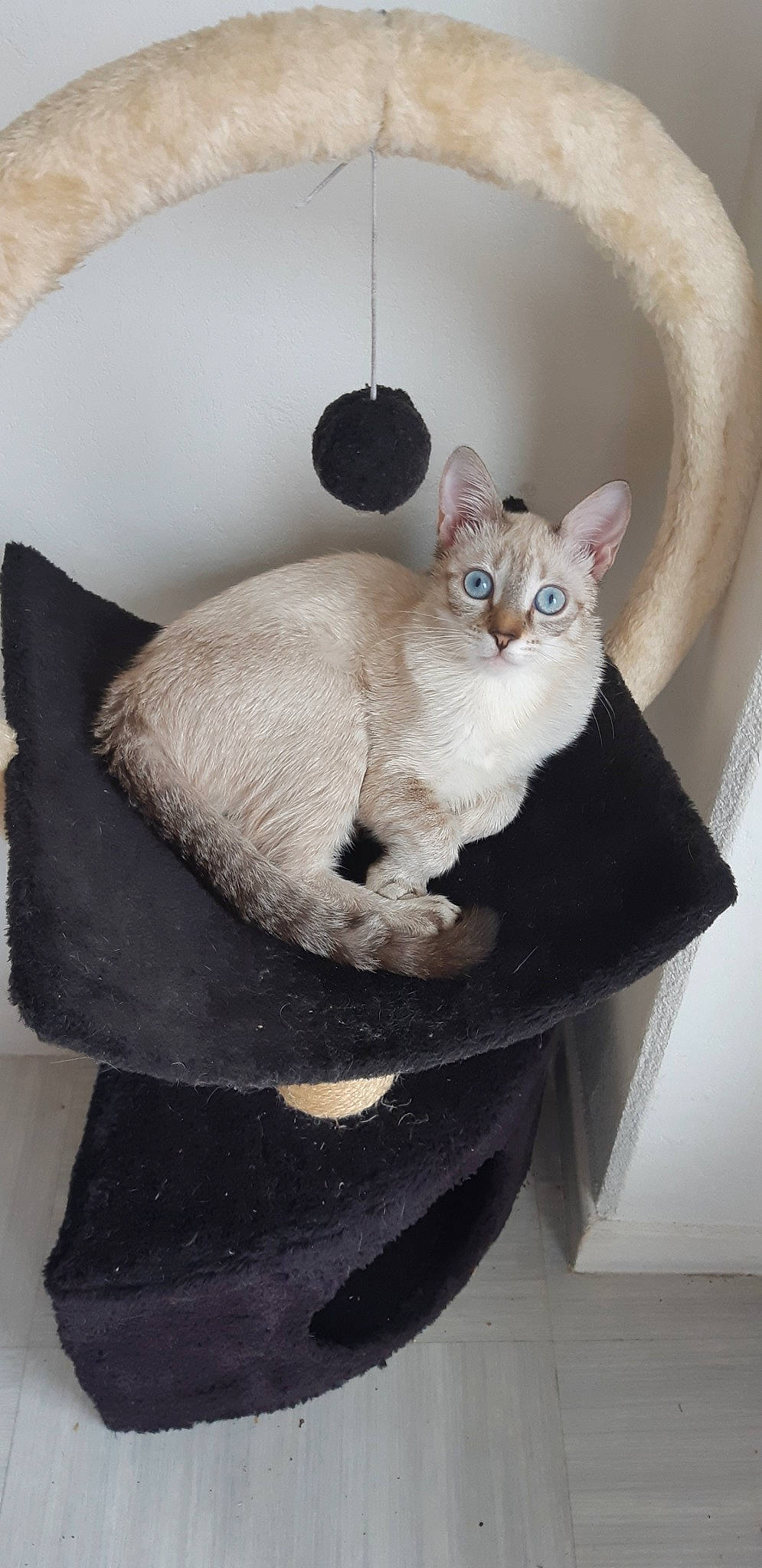 Shiva participe au concours pour gagner de l'argent avec cette photo : asian, british_shorthair, burmilla, carnivore, cat, cat_bed, cat_furniture, cat_supply, domestic_short_haired_cat, european_shorthair, fawn, felidae, german_rex, mammal, small_to_medium_sized_cats, tail, whiskers