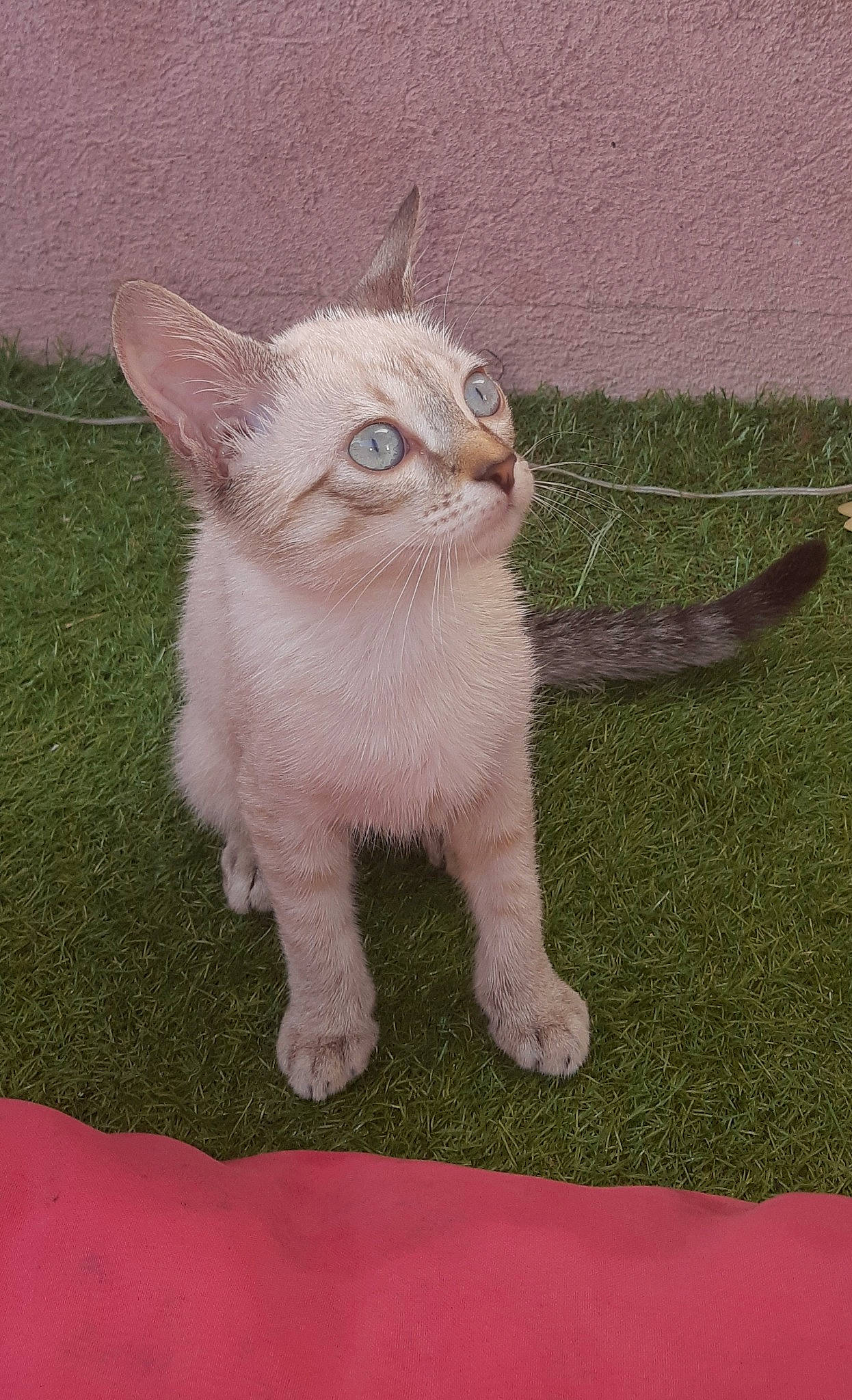 Shiva participe au concours pour gagner de l'argent avec cette photo : asian, burmilla, carnivore, cat, colorpoint_shorthair, devon_rex, domestic_short_haired_cat, fawn, felidae, german_rex, javanese, kitten, mammal, oriental_longhair, oriental_shorthair, small_to_medium_sized_cats, tail, vertebrate, whiskers