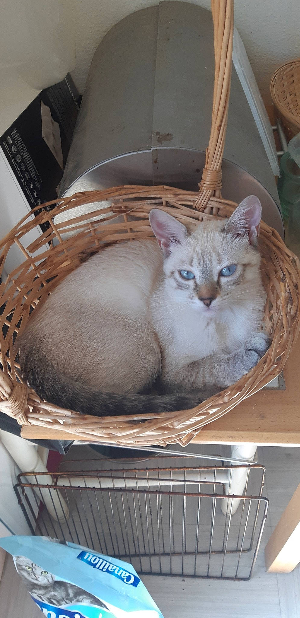 Shiva a rejoint le concours — aidez-le/la à gagner de superbes lots ! aegean_cat, animal_shelter, asian, basket, british_semi_longhair, burmilla, carnivore, cat, cat_bed, domestic_short_haired_cat, european_shorthair, felidae, kitten, ragdoll, small_to_medium_sized_cats, whiskers, wicker