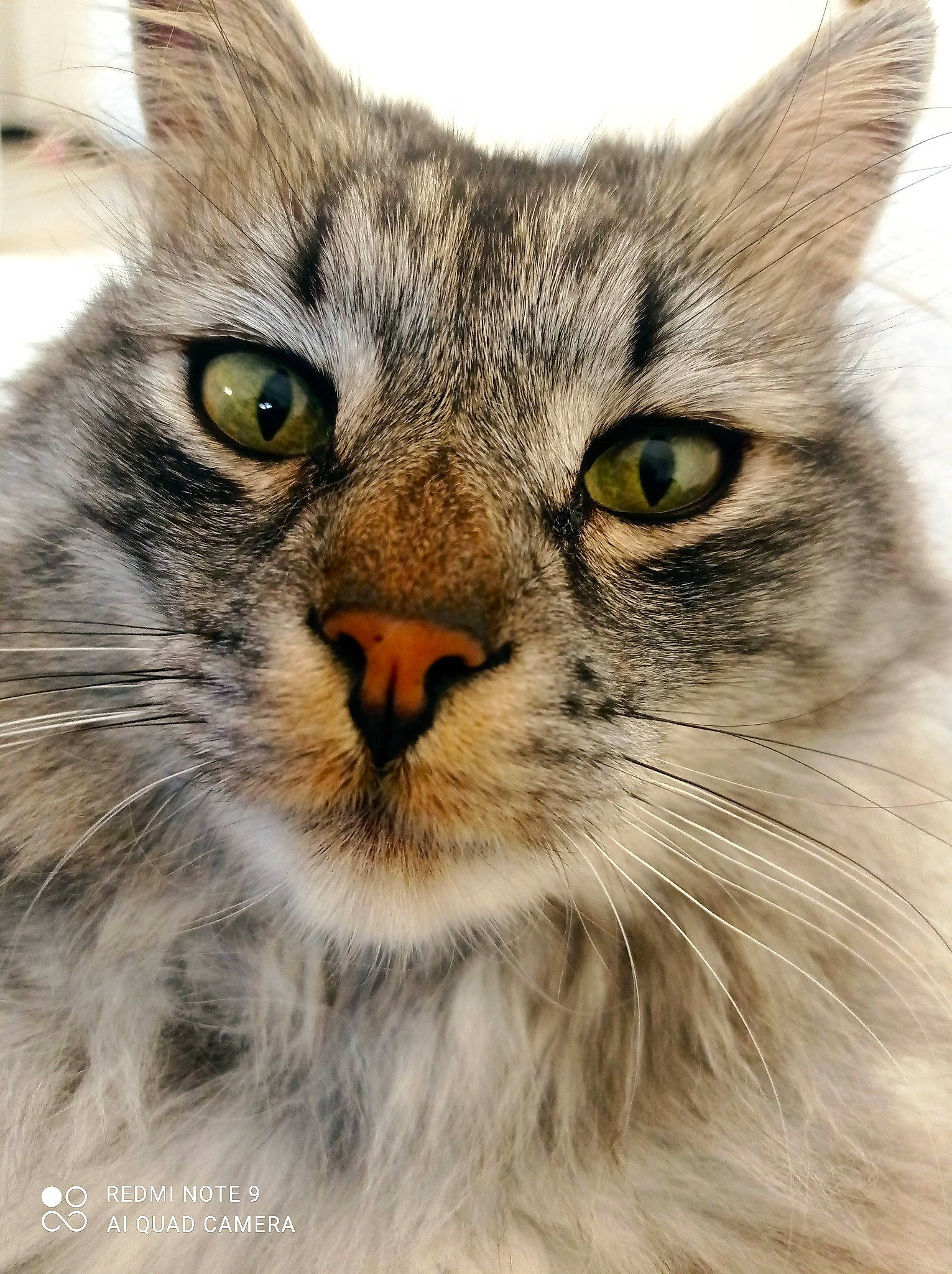 Groover participe au concours pour gagner de l'argent avec cette photo : carnivore, cat, close_up, domestic_short_haired_cat, eye, felidae, fur, grass, hair, head, iris, maine_coon, plant, small_to_medium_sized_cats, snout, terrestrial_animal, tree, whiskers, wildlife