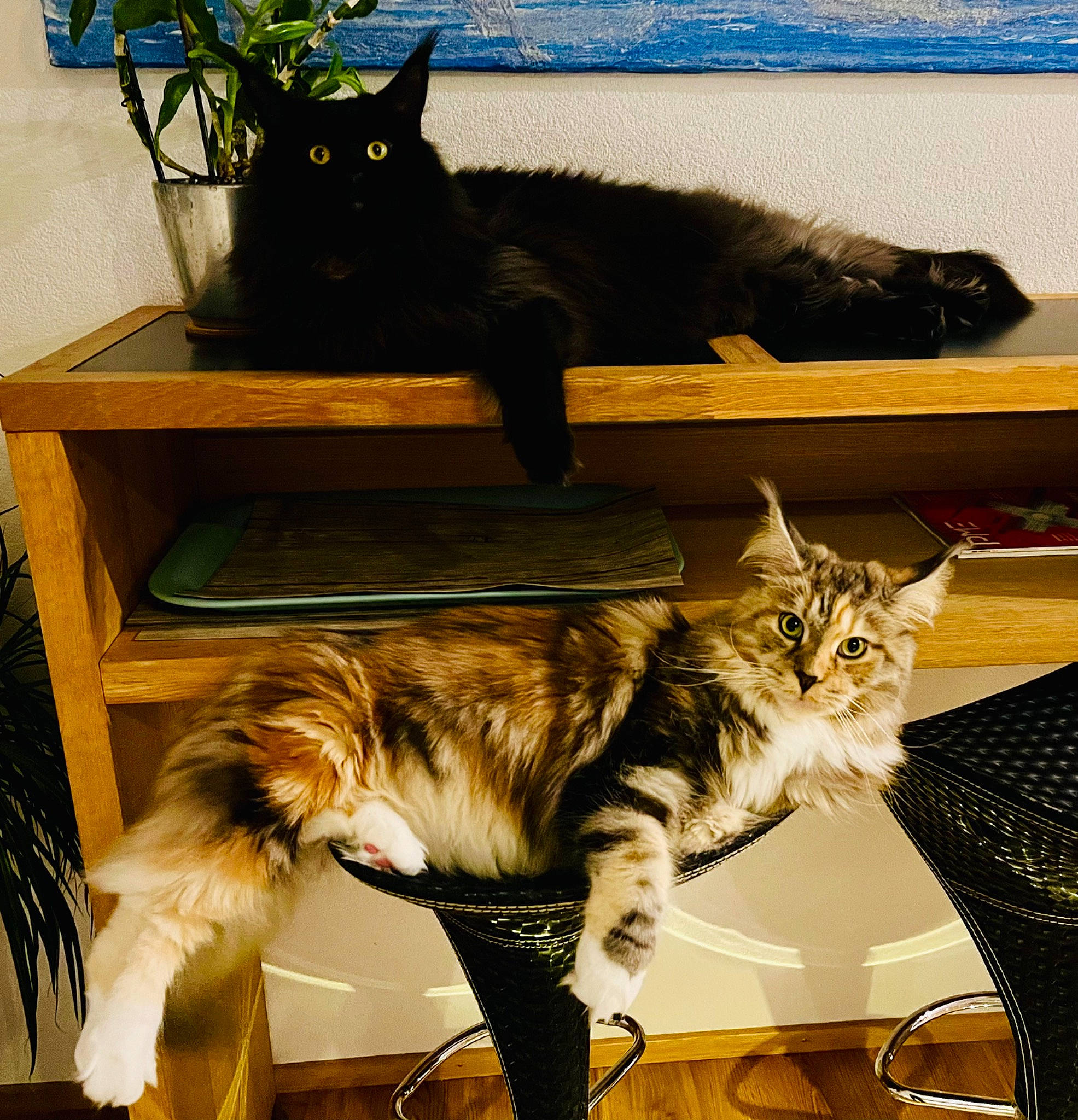 Marlon a rejoint le concours — aidez-le/la à gagner de superbes lots ! carnivore, cat, comfort, domestic_short_haired_cat, felidae, flowerpot, fur, houseplant, mammal, plant, room, sitting, small_to_medium_sized_cats, snapshot, table, tail, tree, vertebrate, whiskers, window