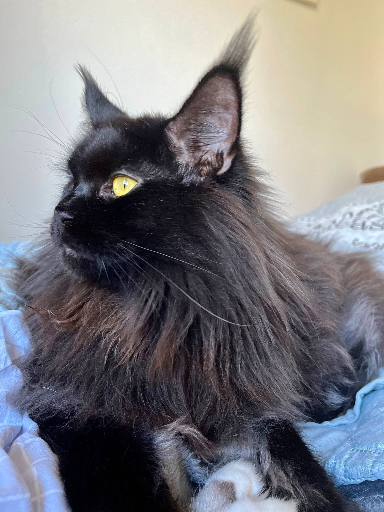 Marlon participe au concours pour gagner de l'argent avec cette photo : black_cat, bombay, carnivore, cat, claw, domestic_short_haired_cat, felidae, fur, grey, maine_coon, monochrome_photography, paw, small_to_medium_sized_cats, snout, tail, terrestrial_animal, whiskers